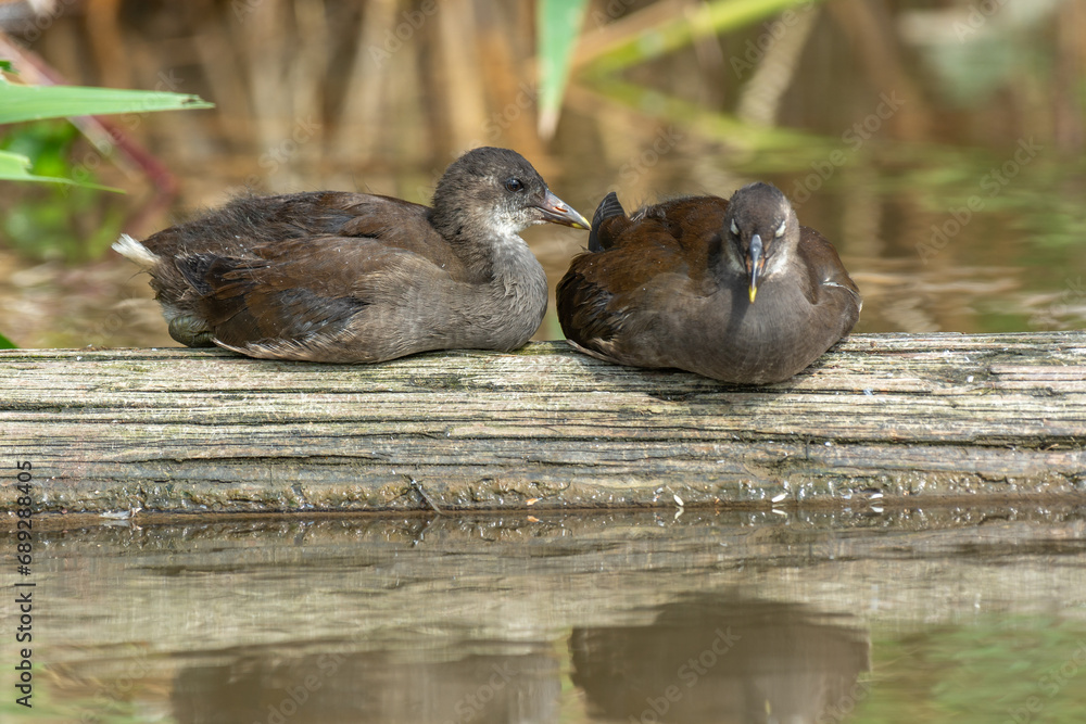 Fototapeta premium Two young common moorhen (Gallinula chloropus) resting on a tree trunk in a river.