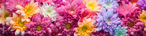 chrysanthemum flowers background banner