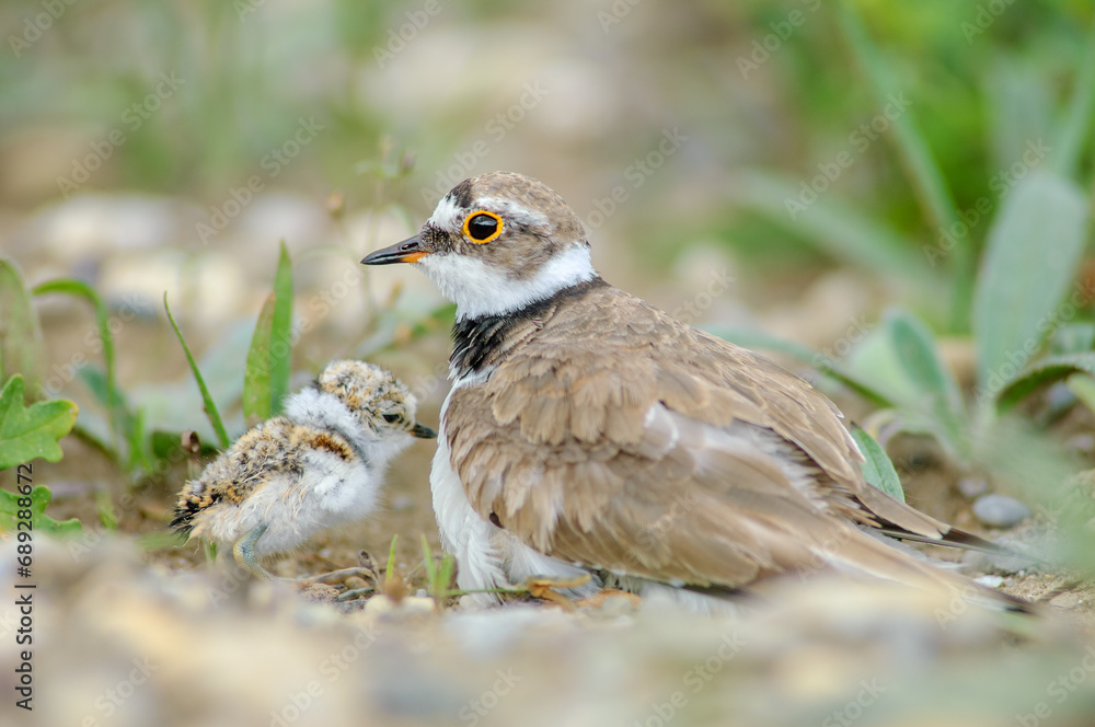 Little Plover (Charadrius dubius) with its chick on the banks of the Rhine.