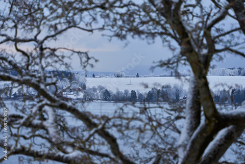 A maple tree by Lake Mjosa in winter. photo