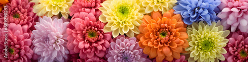 colourful dahlia flowers background banner