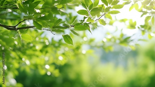 green leaves background