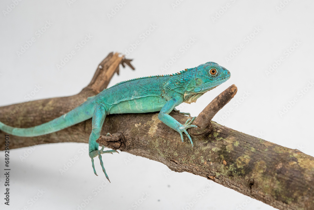 Fototapeta premium Portrait of a blue Iguana under rehabilitation