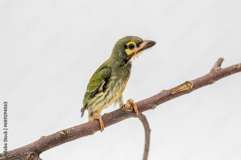 Obraz premium Portrait of a juvenile Coppersmith barbet under rehabilitation at an animal rescue center
