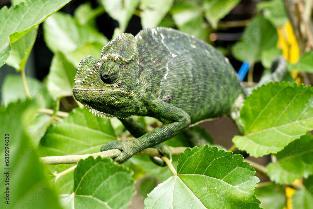 Obraz premium Chameleon on a branch