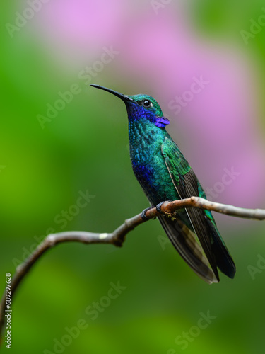 Sparkling Violetear Hummingbird in flight collecting nectar from beautiful red flower on dark background