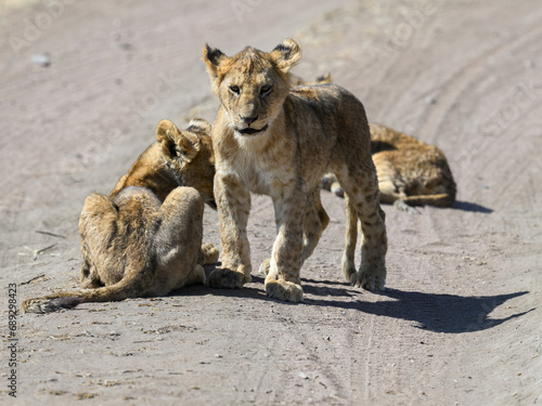 Lion cub walking on the road in savannah  