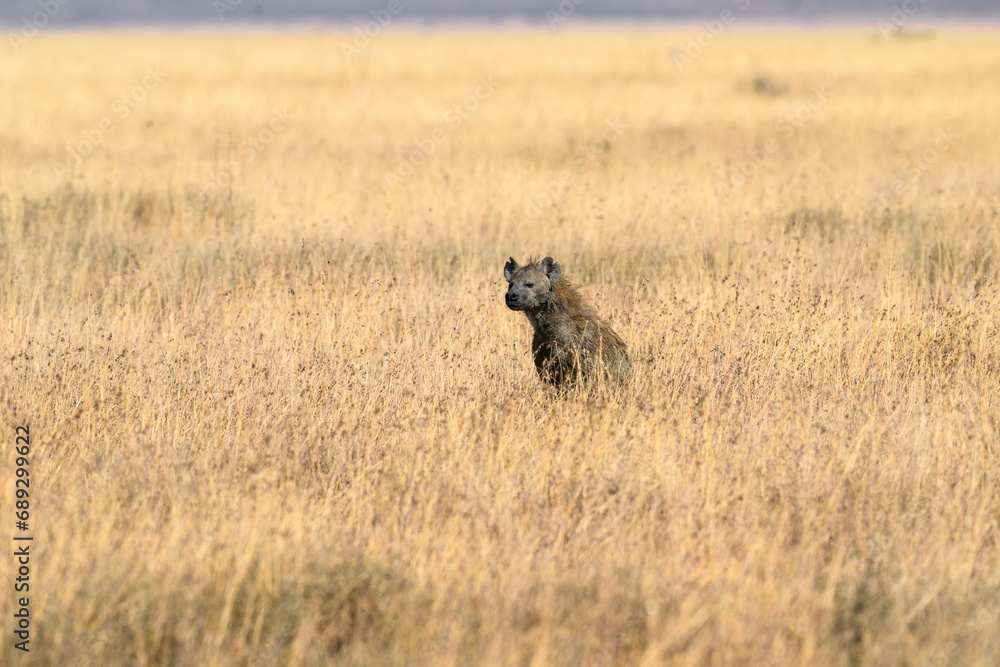 Spotted Hyena resting in Serengeti National park in the dry season, Tanzania, Africa Spotted Hyena resting in Serengeti National park in the dry season, Tanzania, Africa