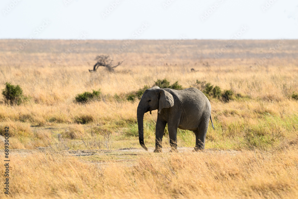 African elephant standing in savannah