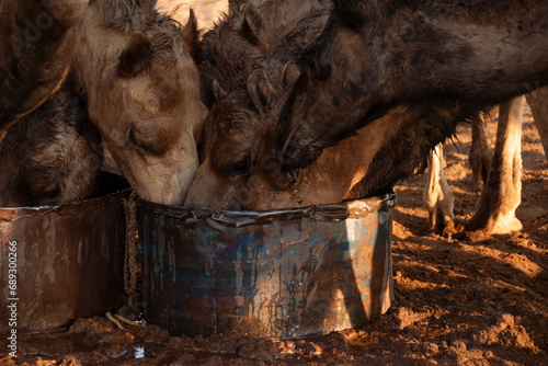Camellos bebiendo en un pozo del desierto
