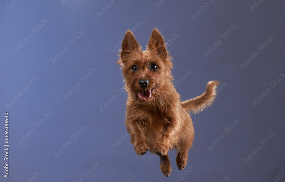 An energetic Australian Terrier leaps joyfully against a soothing blue backdrop, embodying playfulness and agility An energetic Australian Terrier leaps joyfully against a soothing blue backdrop, embodying playfulness and agility
