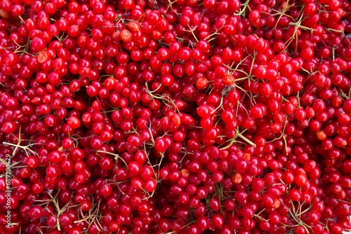red viburnum berries close-up. kalina photo
