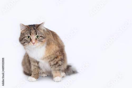 White background studio shot of feline. Studio shot of domestic Cat. Close-up portrait of Cat on white. Indoor cat on light background. Fluffy Kitten with whiskers on white backdrop. Pet. 