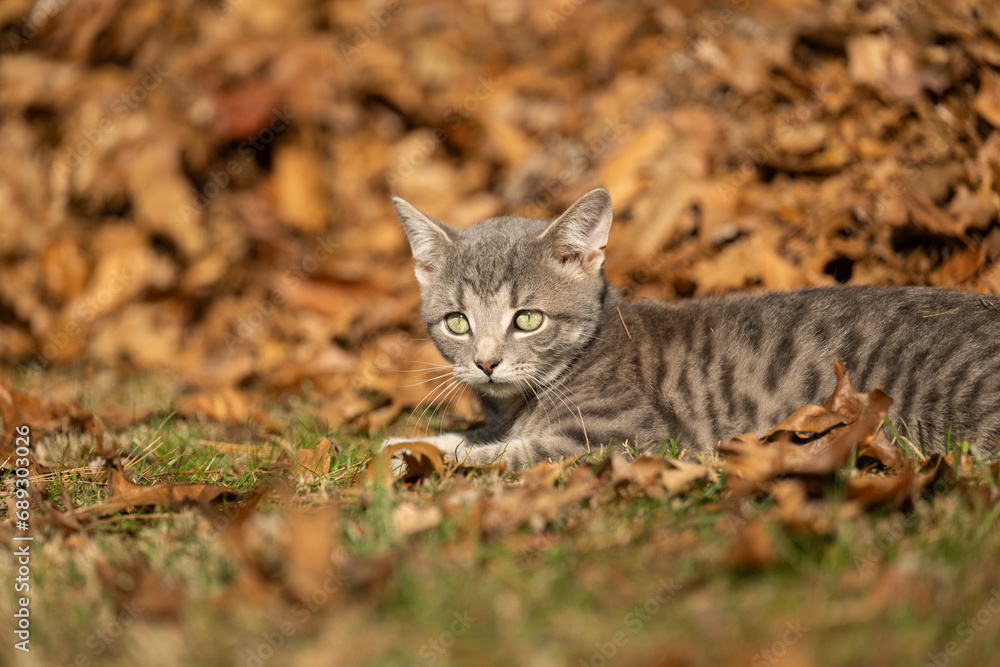 Tabby kitten and fall leaves