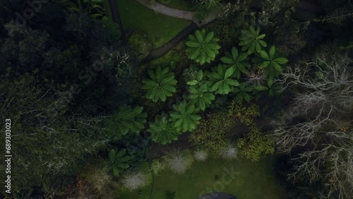 rain in the forest