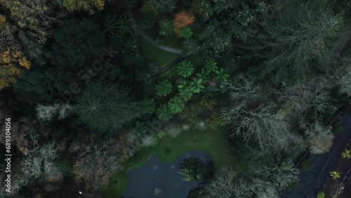 forest from above