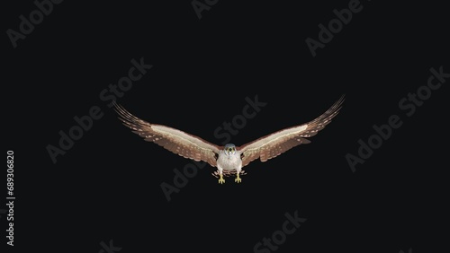 American Kestrel - Raptor Bird - Flying Loop - Front View CU - Realistic 3D animation isolated on transparent background with alpha channel photo