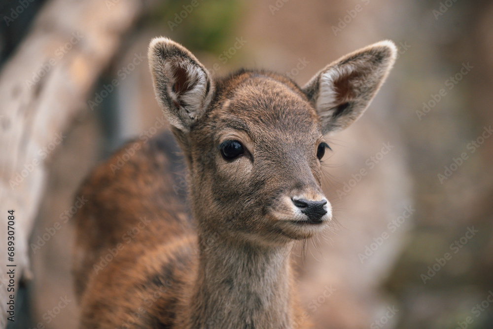 Young deer in the zoo