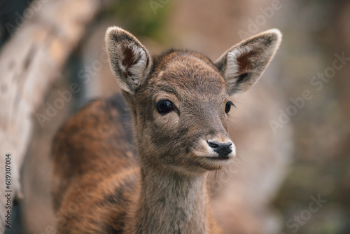 Young deer in the zoo © Daniel