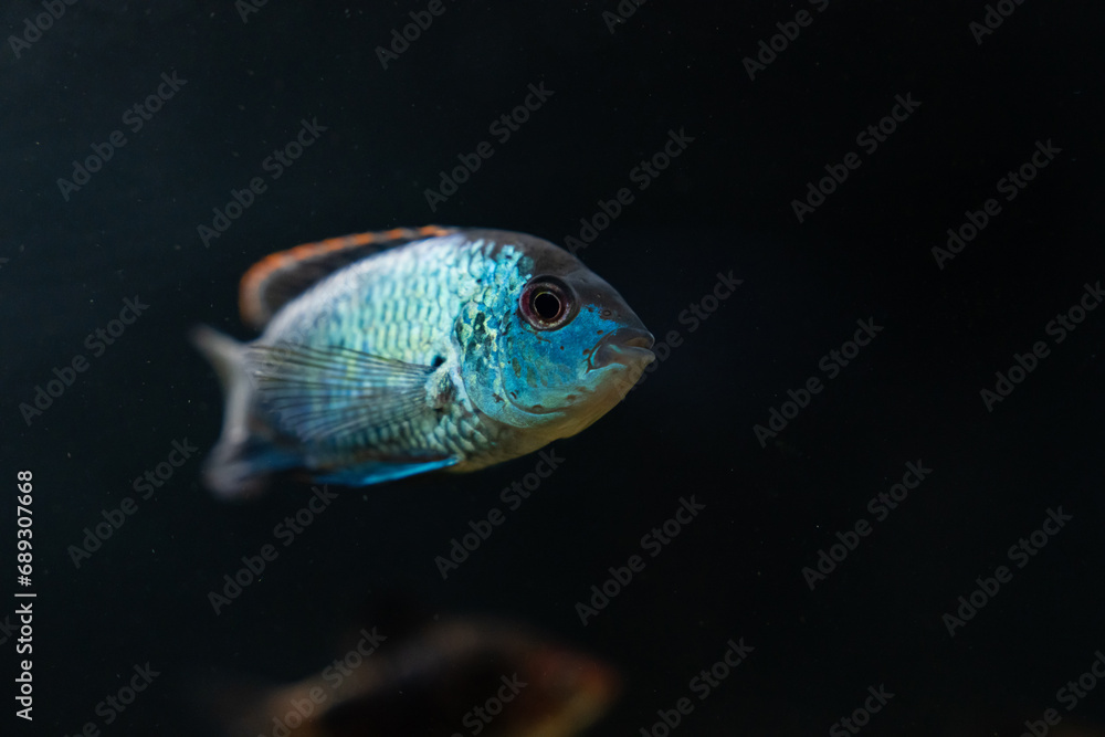 Fish in an aquarium Fish in an aquarium