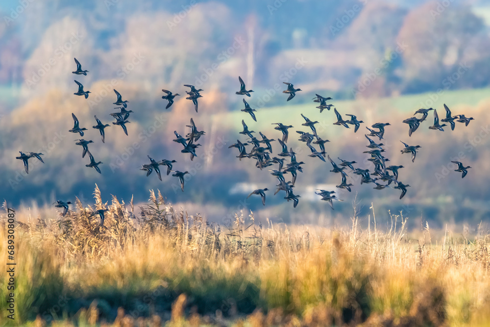 Eurasian Teal, Anas crecca, birds in flight over marshes at winter