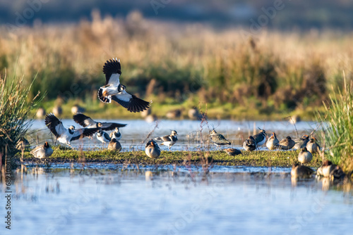 Northern Lapwing, Vanellus vanellus, birds in flight over marshes at winter