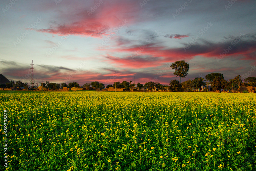 Obraz premium Sunset over the Mustard field