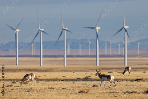 Pronghorn Antelope Herd Among Windmills in Central Wyoming photo