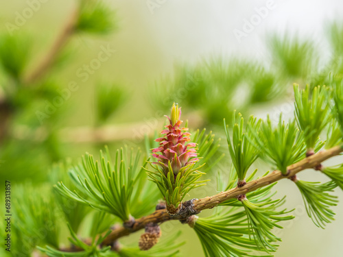 Larch tree fresh pink cones blossom at spring on nature background