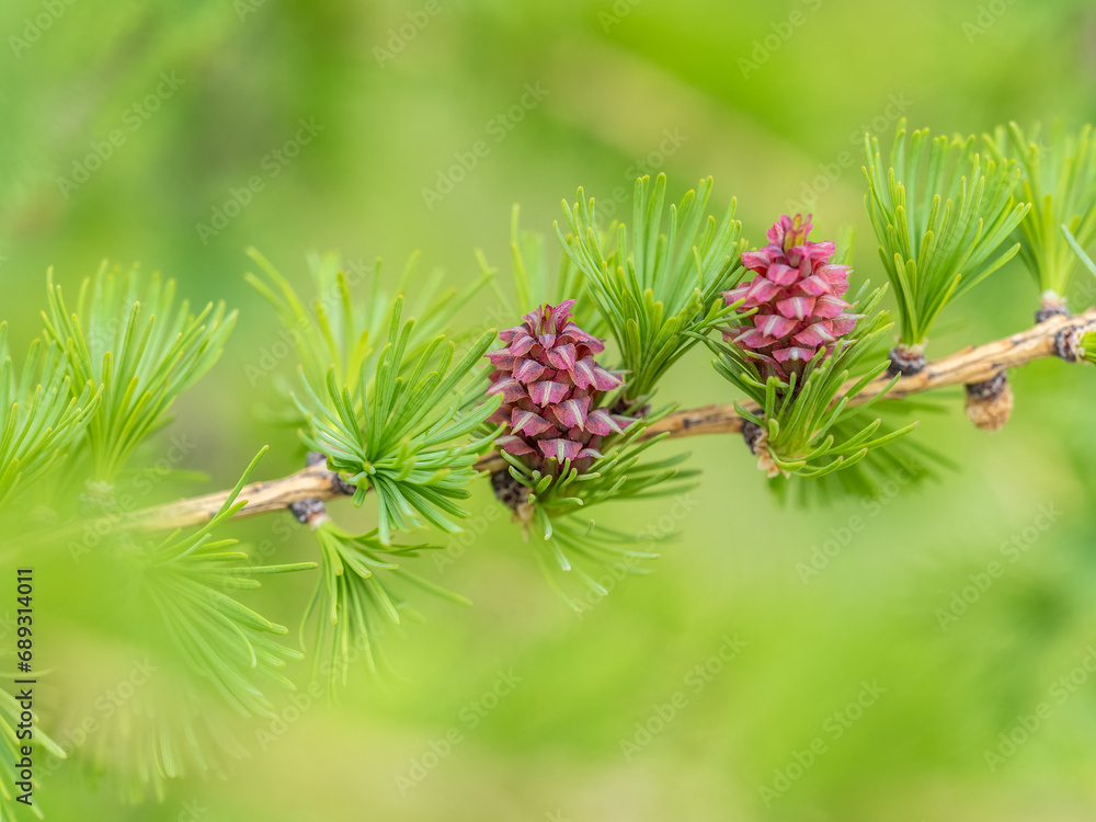 Larch tree fresh pink cones blossom at spring on nature background Larch tree fresh pink cones blossom at spring on nature background