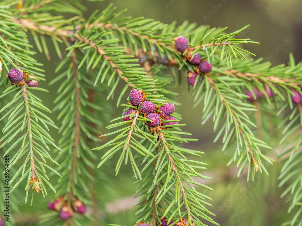 Fir branches with fresh shoots in spring. Fir branches with fresh shoots in spring.