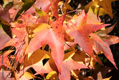 Autum Oak Leaf Colors