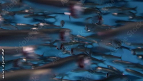 Underwater shot with closeup view of anchovies swimming photo