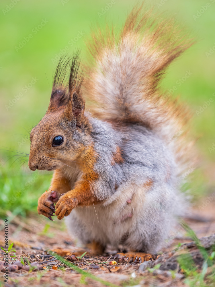 Squirrel eats a nut while sitting in green grass. Eurasian red squirrel, Sciurus vulgaris Squirrel eats a nut while sitting in green grass. Eurasian red squirrel, Sciurus vulgaris