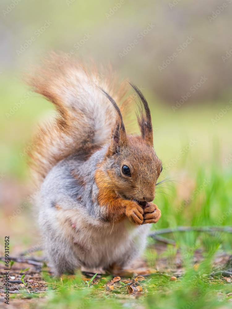 Squirrel eats a nut while sitting in green grass. Eurasian red squirrel, Sciurus vulgaris Squirrel eats a nut while sitting in green grass. Eurasian red squirrel, Sciurus vulgaris