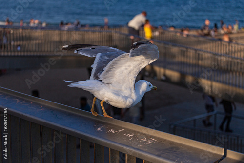 Seagull preparing to fly