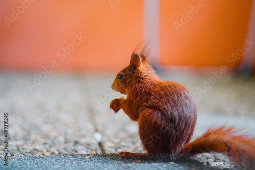 Squirrel with Red Fur Eats a Peanut photo