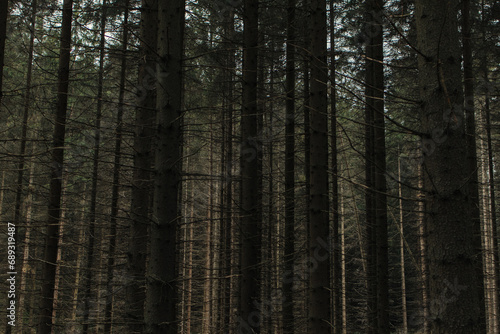 dark forest in the morning