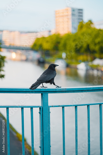 Black Crow Walking on a Railing photo