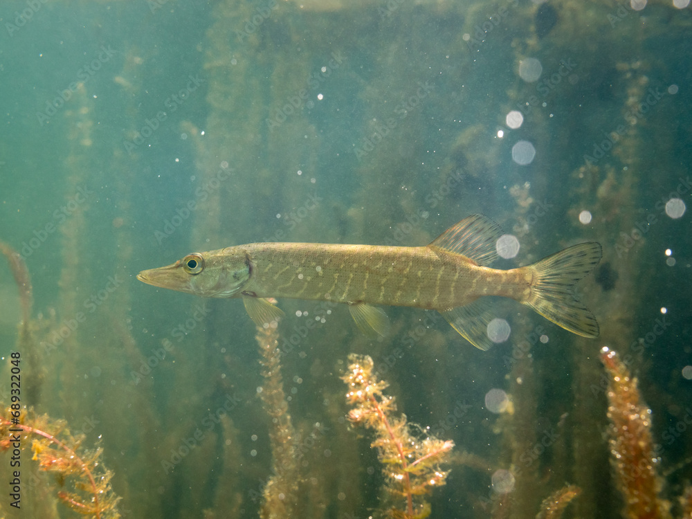 Small pike in a lake with air bubbles Small pike in a lake with air bubbles