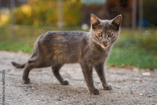 A beautiful cat walks outside, a street cat in a beautiful autumn park
