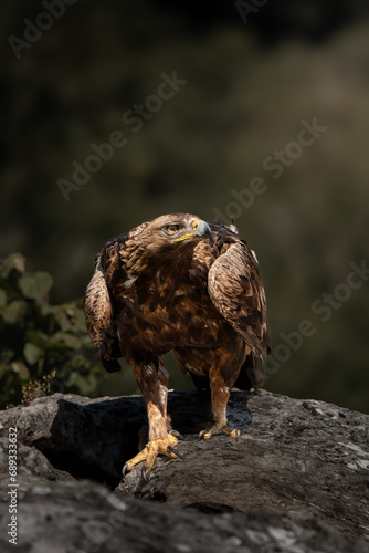 la reina de los cielos el águila real