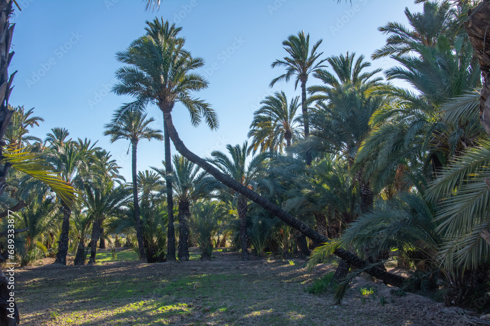 Date palm tree growing horizontally in a palm grove in Elche, Alicante, Spain