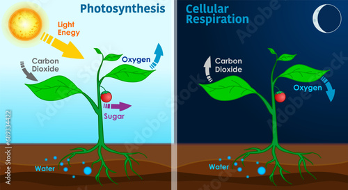 Photosynthesis, cellular respiration. Splits water to liberate oxygen, and fixes carbon dioxide into sugar. Sunlight change chemical energy. Plant cycle life night, day. Illustration vector
