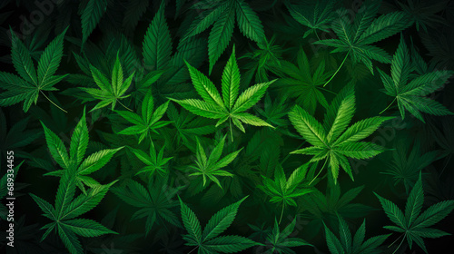 Cannabis background. Cannabis leaves. Green leaves of marijuana.