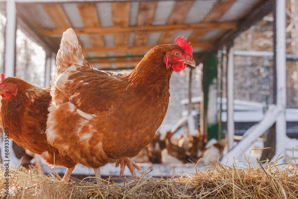 Fototapeta premium chicken eats feed and grain on eco poultry farm, free range poultry farm