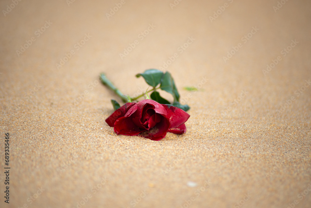 Close-up portrait of a red rose lying on the beach sand. Close-up portrait of a red rose lying on the beach sand.