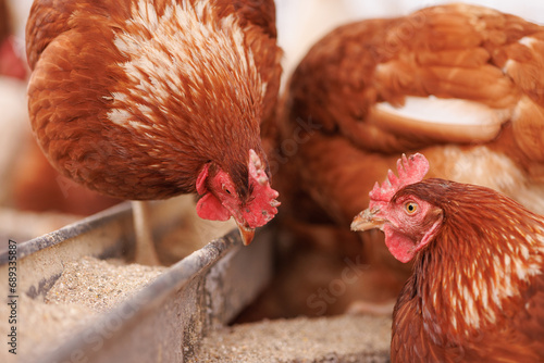 chicken eats feed and grain at eco chicken farm, free range chicken farm