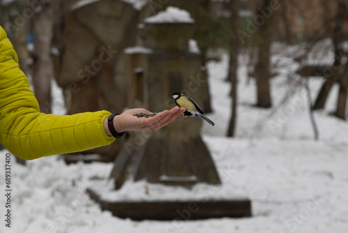 A Great Tit perches on an outstretched hand holding seeds against a snowy backdrop.
