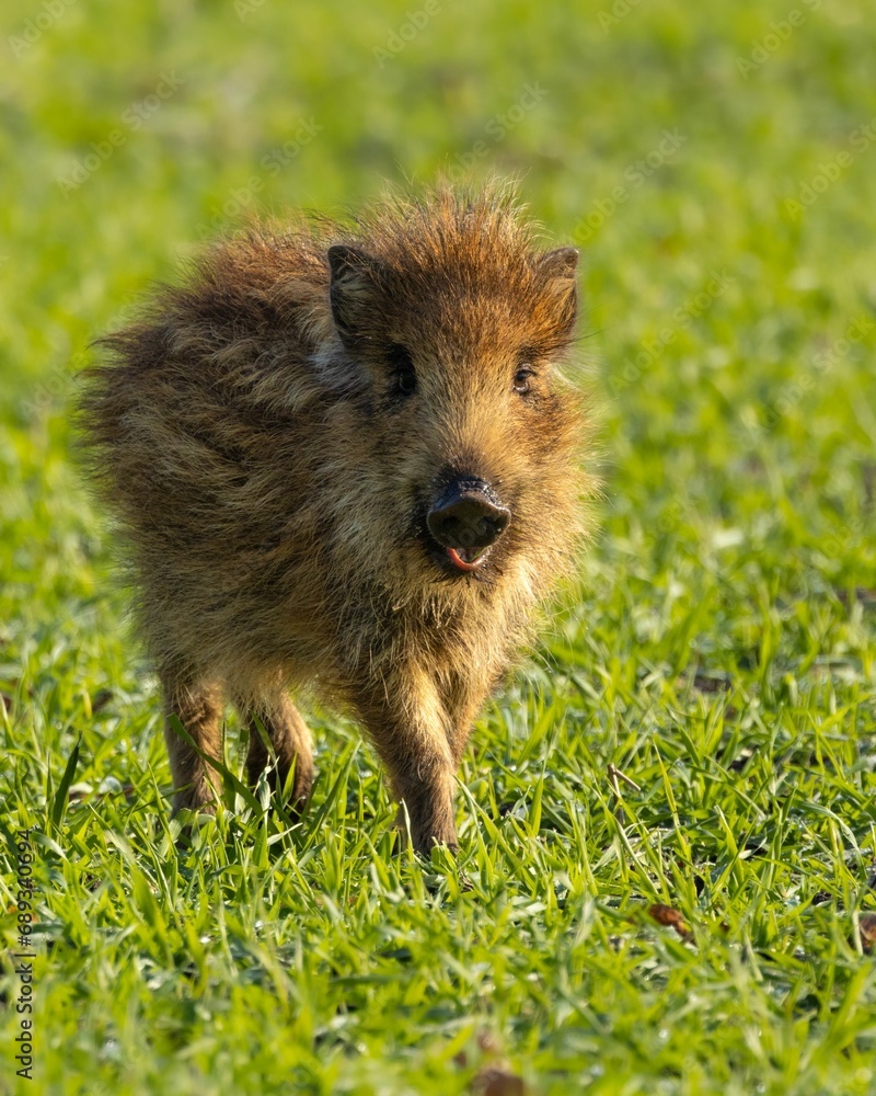 Fototapeta premium Closeup of a fluffy piglet in a lush, green field